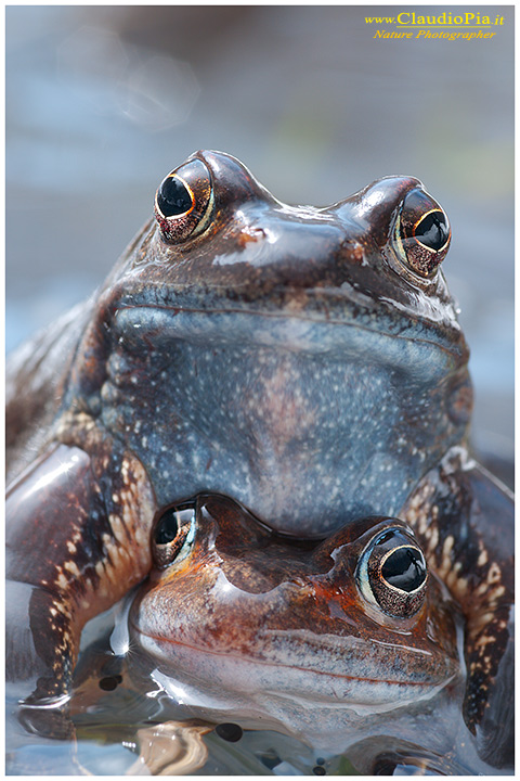  foto, rana temporaria, common frog, mating, eggs, deposizione, val d'aveto